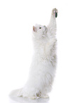 playing Siberian Forest Cat