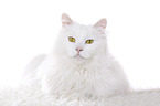 lying Siberian Forest Cat