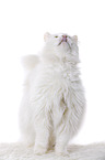 Siberian Forest Cat