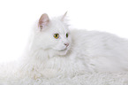 lying Siberian Forest Cat