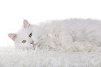 lying Siberian Forest Cat