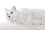 lying Siberian Forest Cat