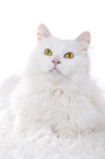lying Siberian Forest Cat