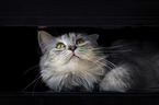 siberian cat