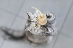 siberian cat