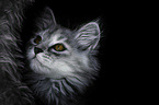 siberian cat