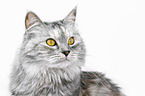 siberian cat