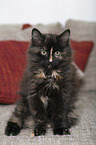 sitting Siberian Cat