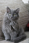 sitting Siberian Cat