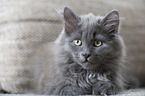 lying Siberian Cat