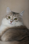 Siberian Cat