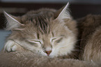 lying Siberian Cat
