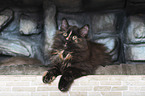 lying Siberian Cat