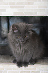 sitting Siberian Cat