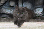 lying Siberian Cat