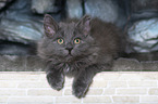 lying Siberian Cat