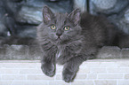 lying Siberian Cat