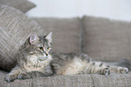 lying Siberian Cat