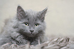 Siberian Cat
