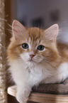 young Siberian Cat