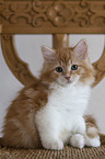 young Siberian Cat