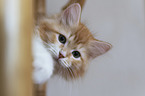 young Siberian Cat