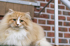 lying Siberian Cat