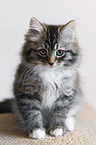 young Siberian Cat
