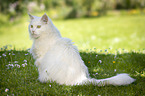 sitting Siberian Cat