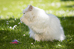 sitting Siberian Cat