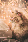 Siberian Cat