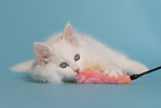Siberian kitten