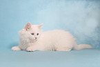 Siberian kitten