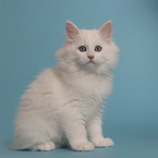 Siberian kitten