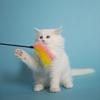 Siberian kitten
