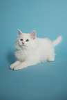 Siberian kitten
