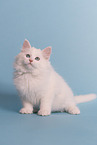 Siberian kitten