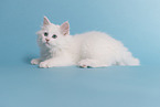 Siberian kitten