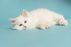 Siberian kitten