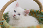 Siberian kitten