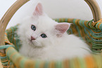 Siberian kitten