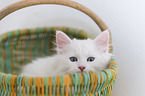 Siberian kitten