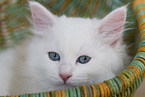 Siberian kitten