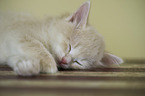 Siberian cat kitten