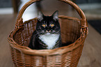 Siberian Cat