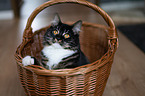 Siberian Cat