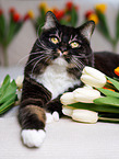 Siberian Cat