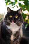 Siberian Cat