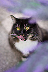 Siberian Cat