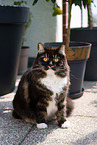Siberian Cat